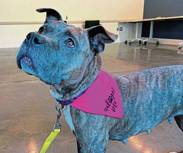 1696763_web1_vnd-petoftheweek01-092019