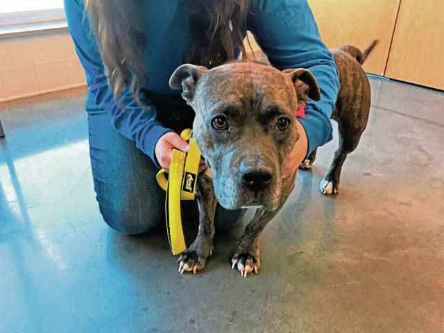1696763_web1_vnd-petoftheweek02-092019
