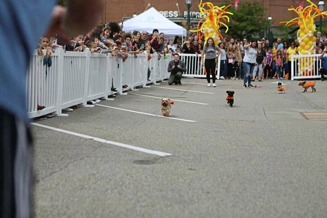 1703294_web1_PTR-SMALLDOGS-2