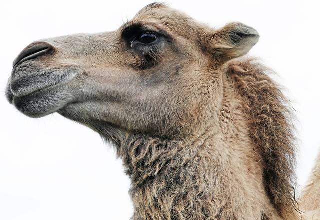 1713431_web1_web-camel