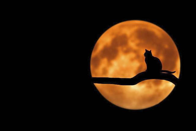 1713775_web1_WEB-halloween-moon