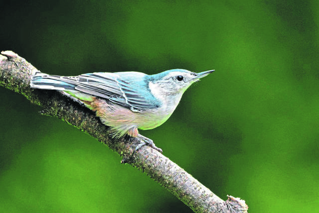 1714246_web1_vnd-whitebreastnuthatch-092319