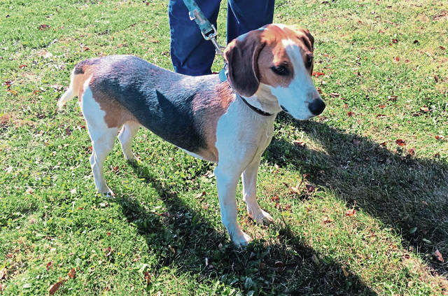 1722321_web1_vnd-petoftheweek02-092619