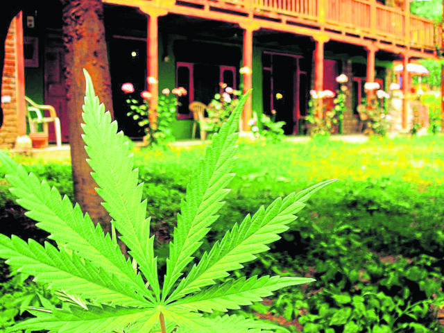 1723020_web1_marijuana