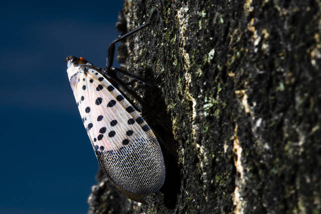 1726628_web1_1726628-c168b66b42c046a6a59802b6fa7b5052 1726628_web1_1726628-c168b66b42c046a6a59802b6fa7b5052