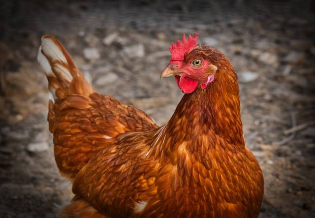 1727670_web1_chicken-3727097_1920