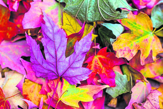 1743536_web1_gtr-trv-traveltip-foliage-093018