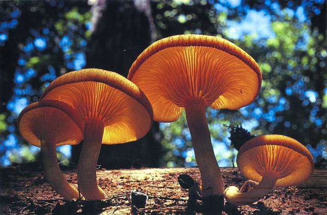 Mushroom Club meeting, Sharpsmeade Magical Fall Festival, and more