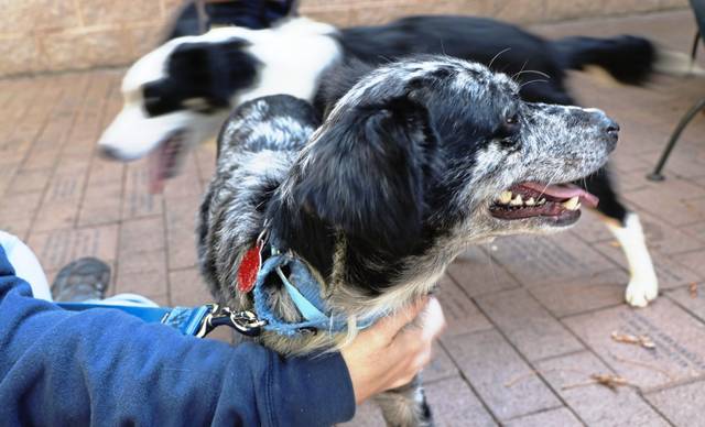 1732828_web1_nj-RossDogs3-101019