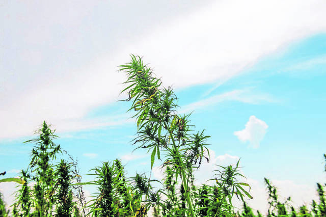 1752351_web1_gtr-HempDay-072419