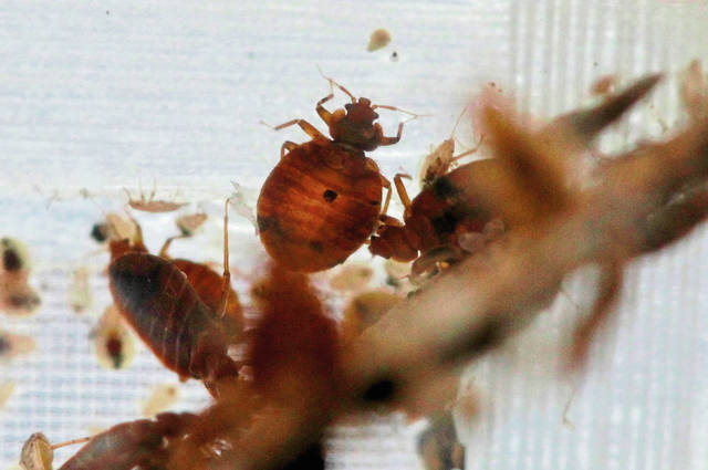 Duquesne Incline closed until Friday because of bedbugs<span class="headline-video">Video <i class="fa-solid fa-circle-play"></i></span>