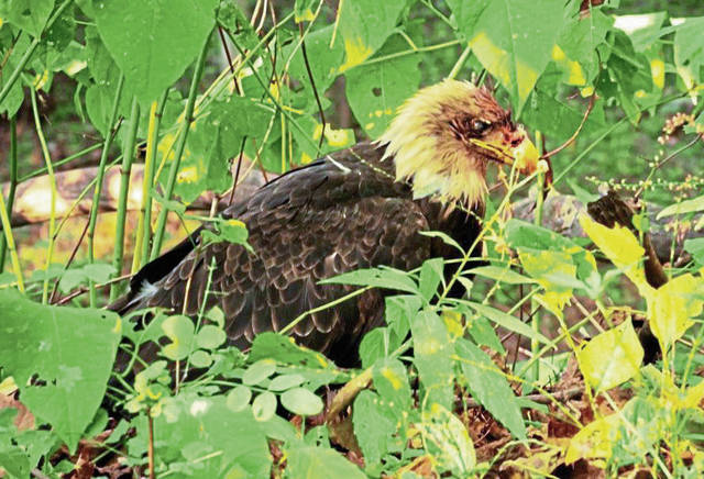 1771146_web1_gtr-eagleshot1-100719