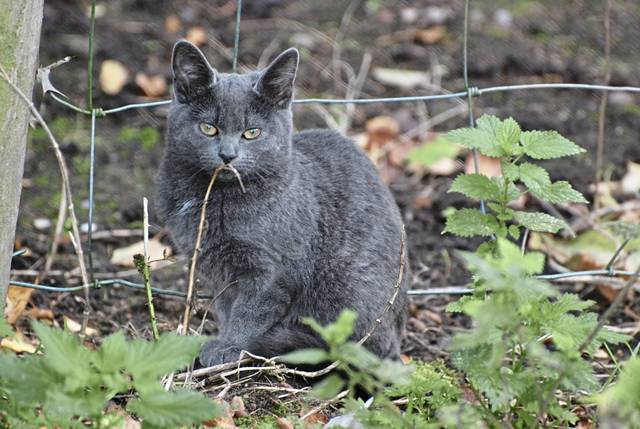 Animal Friends provides free straw for outdoor animals