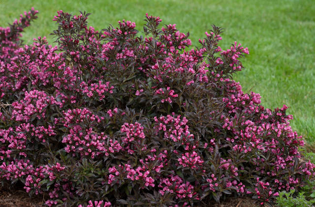 1778164_web1_gtr-liv-shrubs4-101119
