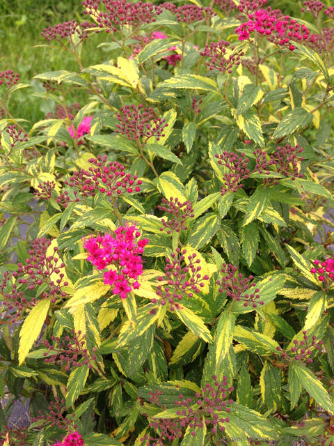 1778164_web1_gtr-liv-shrubs5-101119
