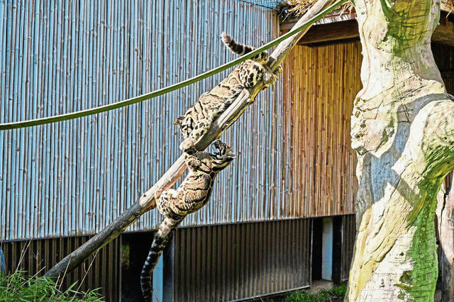 1787839_web1_ptr-newleopard-101119
