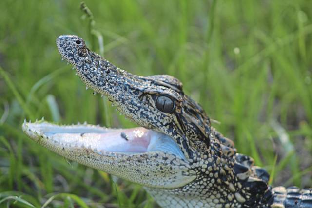 1788535_web1_ptr-tns-GatorBust-021519