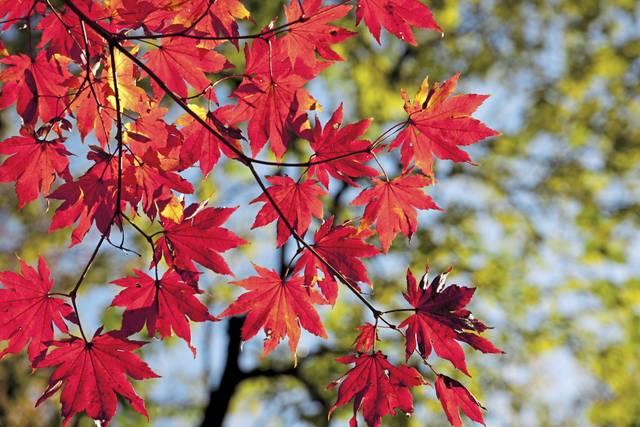 Fall dinners, activities plentiful throughout Route 8 corridor churches