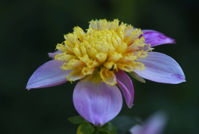 1790121_web1_gtr-liv-dahlia10-101819