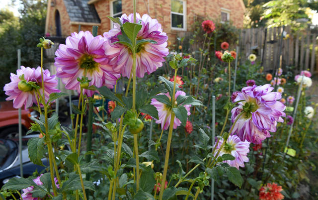 1790121_web1_gtr-liv-dahlia12-101819