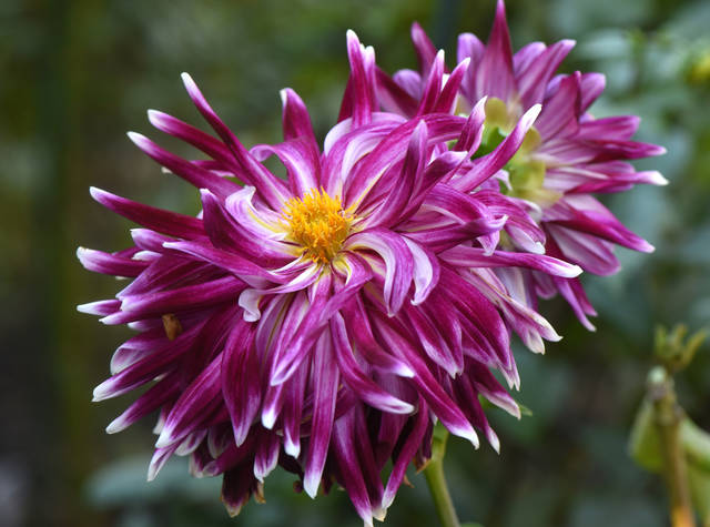 1790121_web1_gtr-liv-dahlia2-101819