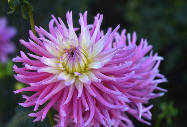 1790121_web1_gtr-liv-dahlia9-101819