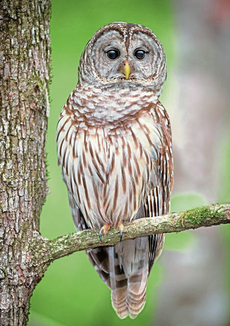 1790319_web1_Barred-Owl_dreamstime_xxl_47776622---Copy