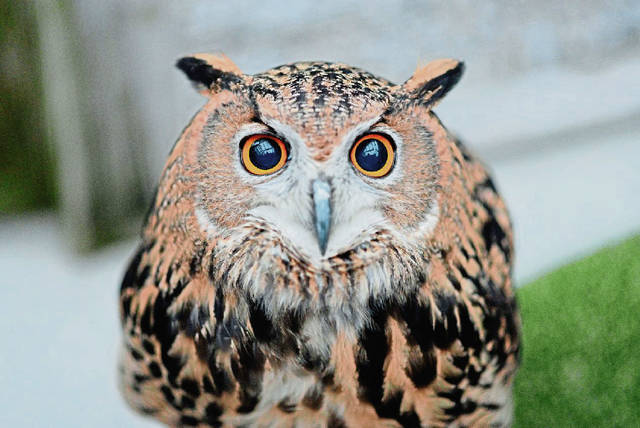 1790319_web1_Eurasian-Eagle-Owlet.Faix.10.7.13---Copy