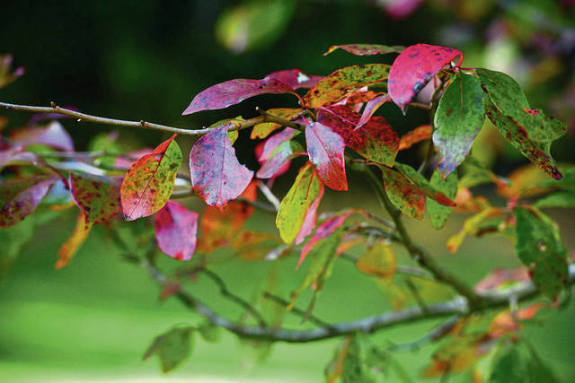 Leaf peeper season in full swing in the Laurel Highlands; Pittsburgh, Alle-Kiski Valley must wait<span class="headline-video">Video <i class="fa-solid fa-circle-play"></i></span>