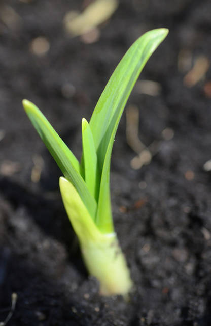 1839752_web1_gtr-liv-garlic3-102519
