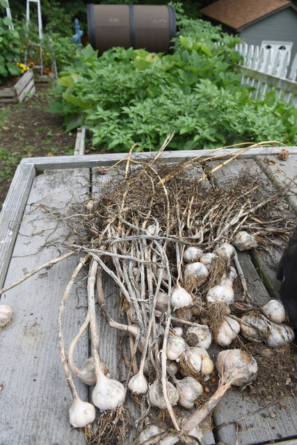 1839752_web1_gtr-liv-garlic4-102519