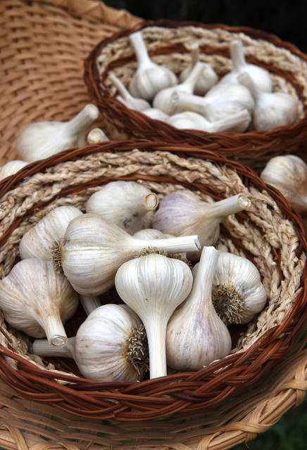 1839752_web1_gtr-liv-garlic5-102519