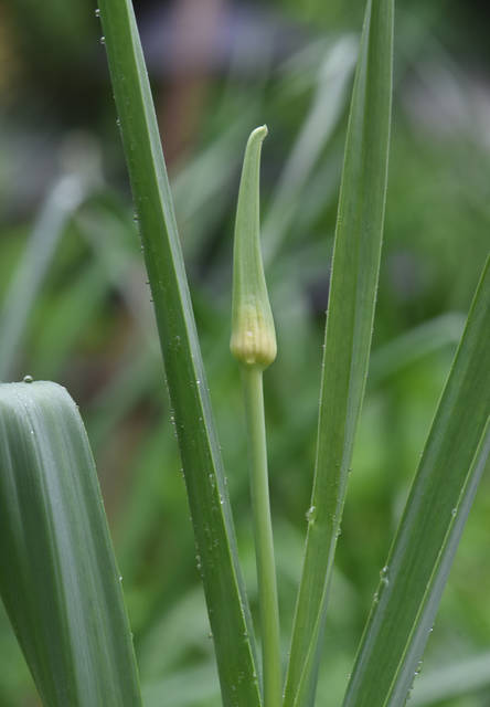 1839752_web1_gtr-liv-garlic7-102519
