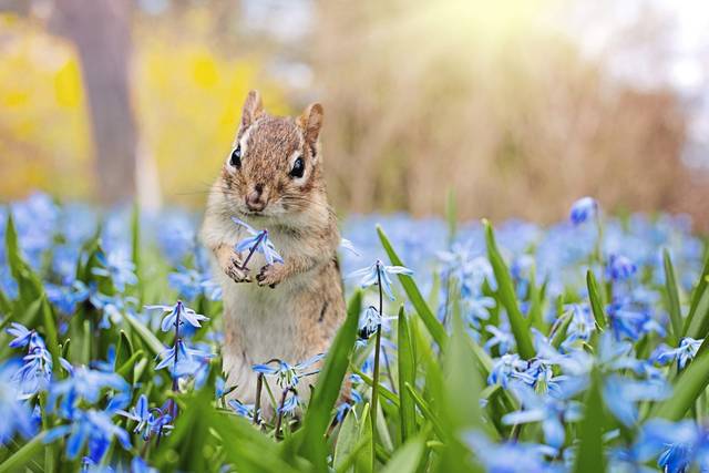 McCandless offering free class on creating backyard nature reserve
