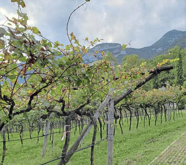1863652_web1_gtr-liv-wine-05-103019