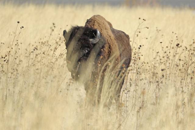 1868072_web1_GTR-bison001-103019