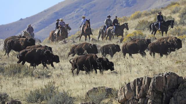 1868072_web1_GTR-bison002-103019