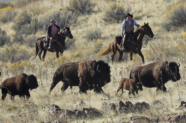 1868072_web1_GTR-bison003-103019