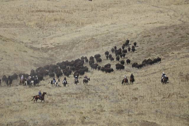 1868072_web1_GTR-bison011-103019