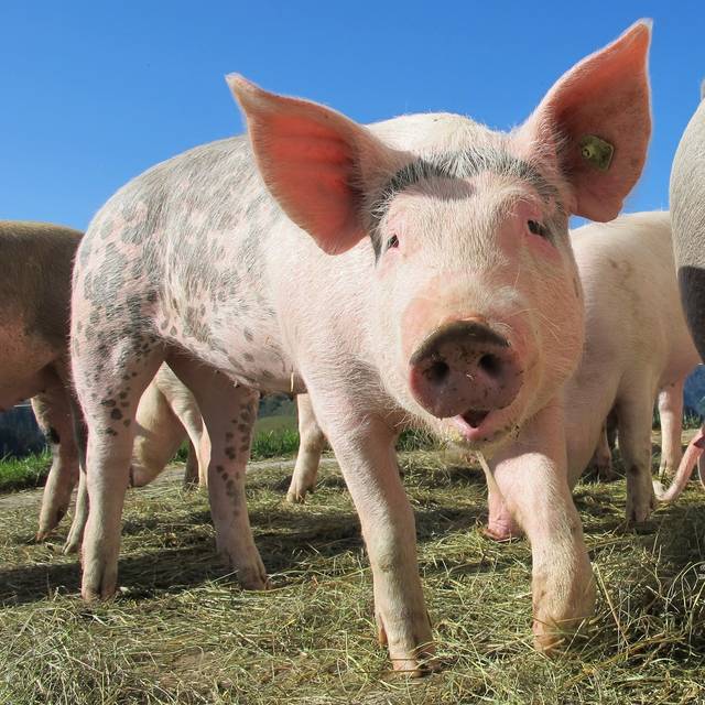 1885389_web1_PIG-110119