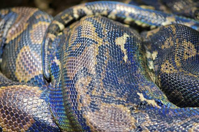 1887312_web1_web-pythonsnake