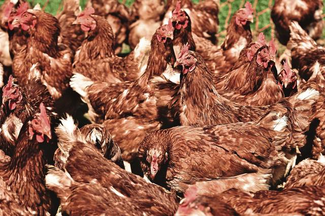 1901702_web1_web-chickenfarm