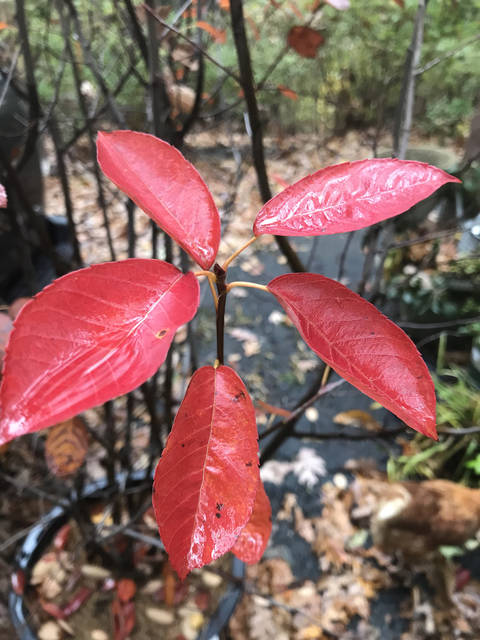 1908794_web1_fall_planted_bargains_4