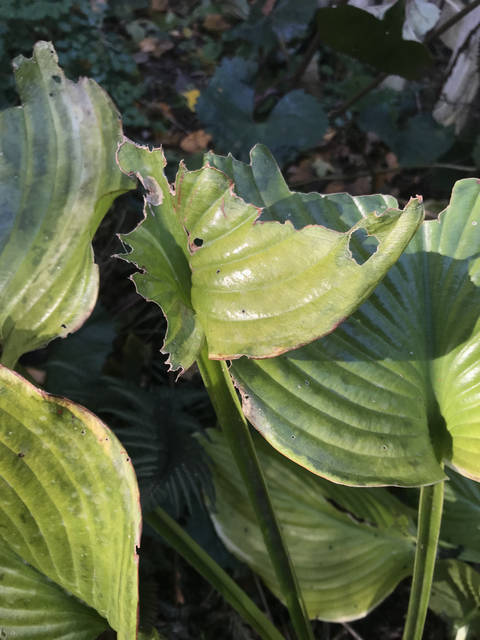 1908794_web1_fall_planted_bargains_5