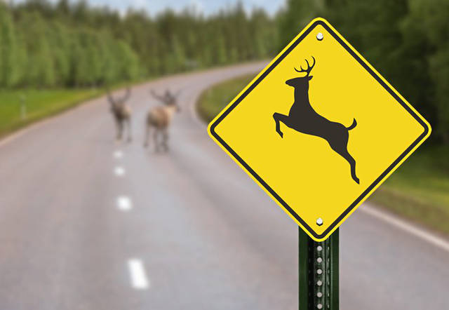 1913375_web1_DeerCrossing