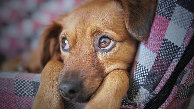 1913809_web1_web-dogface
