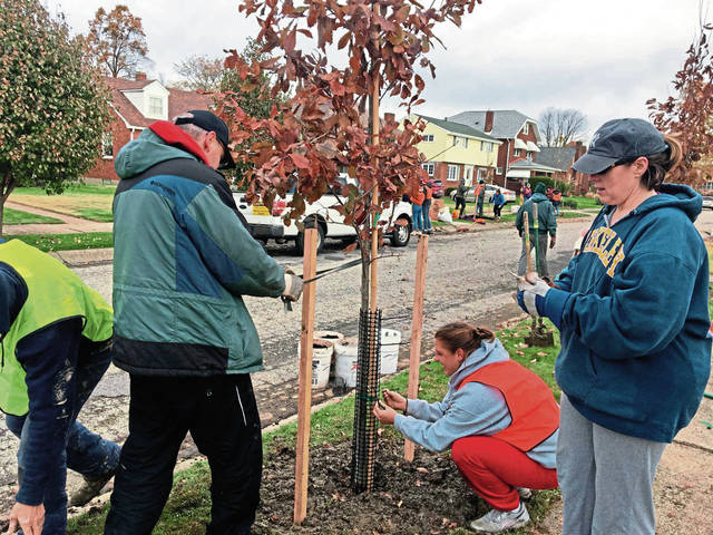 1919750_web1_vnd-tree-111019