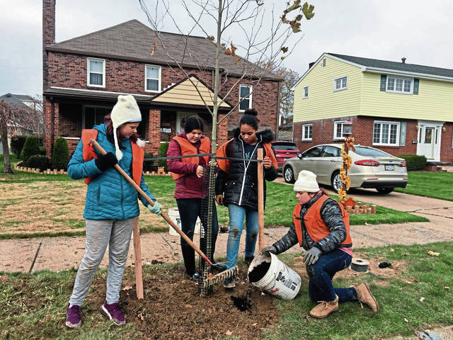 1919750_web1_vnd-tree5-111019
