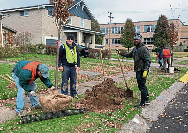 1919750_web1_vnd-tree6-111019