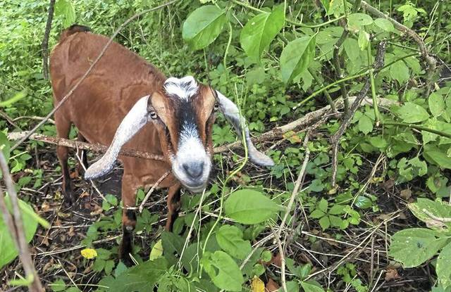 1929787_web1_gtr-goatscaping-110818